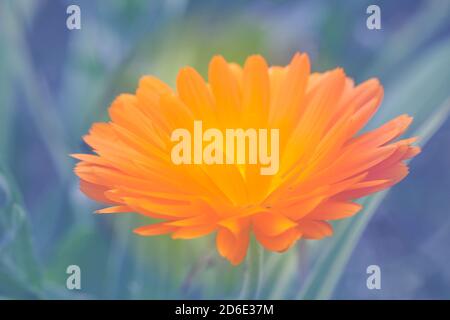 Flower Pot marigolds calendula su sfondo azzurro Foto Stock