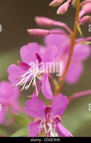 Primo piano di Rosebay Willowwib, (Chamaenerion angustifolium) fiori, sfondo naturale Foto Stock