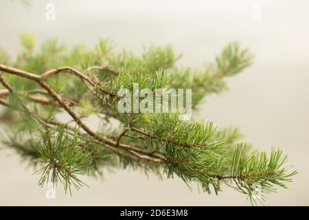 Ramo di pino close-up Foto Stock