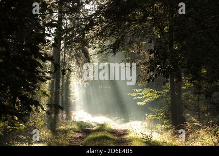 Percorso attraverso la foresta d'autunno in una mattina nebbia Foto Stock