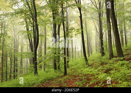 Alberi di faggio nella foresta d'autunno su un tempo foggoso e piovoso Foto Stock