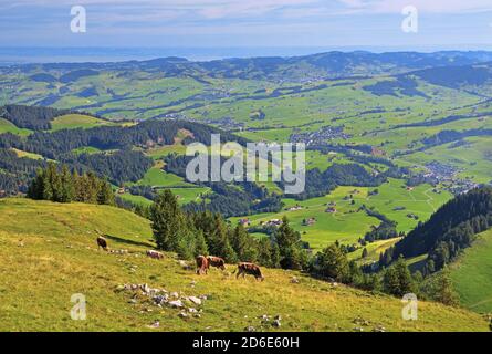 Prato di montagna con mucche sul Ebenalp con una vista della Terra Appenzeller al Lago di Costanza, Wasserauen, Alpsteingebirge, Alpi Appenzell, Cantone Appenzell-Innerrhoden, Svizzera Foto Stock