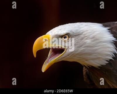 Aquila calva maschile Haliaeetus leucocephalus simbolo nazionale degli Stati Uniti Foto Stock