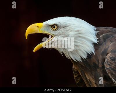 Maschio di aquila calva Haliaeetus leucocephalus Foto Stock