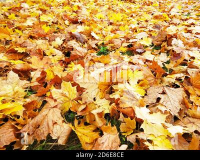 Lo sfondo da foglie d'acero sulla terra in autunno Durata di tempo.bellezza nella natura Foto Stock