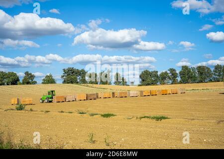 Filari di cipolle raccolgono essiccare al sole sul campo nella provincia francese. Trattore che prende le cipolle dalla terra e la mette in scatole di legno Foto Stock