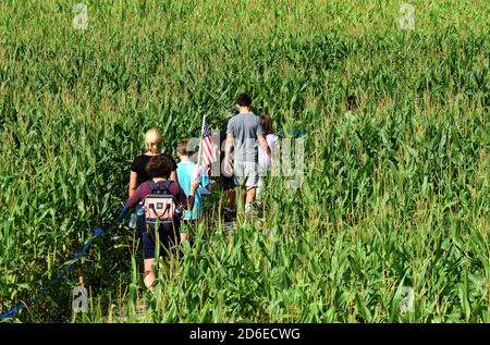 Mt. Dora, Stati Uniti. 15 Ott 2020. 15 ottobre 2020 - Mt. Dora, Florida, Stati Uniti - la gente naviga il labirinto annuale di mais autunnale a Long e Scott Farms il 15 ottobre 2020 a Mt. Dora, Florida. Il tema di questo labirinto di yearÕs 6 acri, che è aperto con la distanza sociale durante la pandemia del coronavirus, è 'Farm to Table'. Credit: Paul Hennessy/Alamy Live News Foto Stock