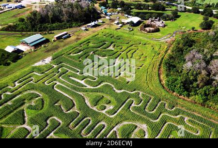 Mt. Dora, Stati Uniti. 15 Ott 2020. 15 ottobre 2020 - Mt. Dora, Florida, Stati Uniti - il labirinto di mais autunnale annuale è visto a Long e Scott Farms in questa vista aerea da un drone il 15 ottobre 2020 a Mt. Dora, Florida. Il tema di questo labirinto di yearÕs 6 acri, che è aperto con la distanza sociale durante la pandemia del coronavirus, è 'Farm to Table'. Credit: Paul Hennessy/Alamy Live News Foto Stock