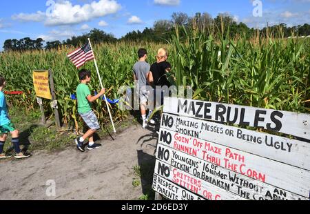 Mt. Dora, Stati Uniti. 15 Ott 2020. 15 ottobre 2020 - Mt. Dora, Florida, Stati Uniti - la gente entra nel labirinto annuale di mais autunnale a Long e Scott Farms il 15 ottobre 2020 a Mt. Dora, Florida. Il tema di questo labirinto di yearÕs 6 acri, che è aperto con la distanza sociale durante la pandemia del coronavirus, è 'Farm to Table'. Credit: Paul Hennessy/Alamy Live News Foto Stock