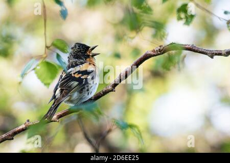 Maschio Brambling, Fringilla montifringilla, canto durante la stagione estiva di allevamento sul ramo di betulla vicino Kuusamo, nella foresta di taiga, in natura finlandese. Foto Stock