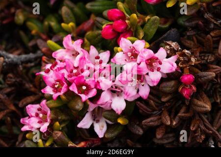 In fiore Alpino Azalea, Kalmia procumbens con fiori di pinkish durante la primavera a Kuusamo, Finlandia settentrionale. Foto Stock