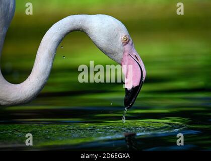 Grande fenicottero (fenicotterus ruber roseus), cattività, bevande acqua, Germania Foto Stock