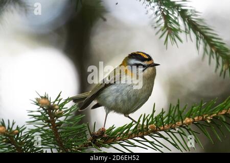 Piccolo uccello songifero comune Firecrest, Regulus ignicapilla, nella foresta boreale nella natura estone, Nord Europa. Foto Stock