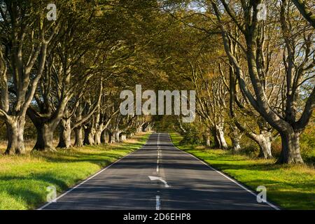 Wimborne, Dorset, Regno Unito. 16 ottobre 2020. Regno Unito Meteo. Le foglie sul viale del faggeto sono nei loro colori autunnali sulla B3082 a Badbury Rings vicino a Wimborne in Dorset in un pomeriggio di sole caldo. Picture Credit: Graham Hunt/Alamy Live News Foto Stock