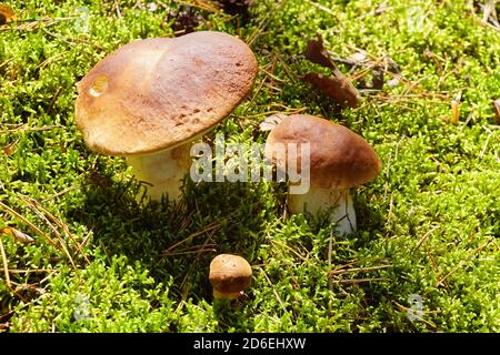 Boletus edulis comunemente noto come: cep, penny bun, porcino o porcini e Imleria badia, comunemente noto come la baia bolete. Funghi. Foto Stock