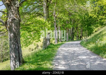 Vicolo di alberi vicino al Lochenstein, vicino a Balingen, Alb Svevo, Baden-Württemberg, Germania Foto Stock