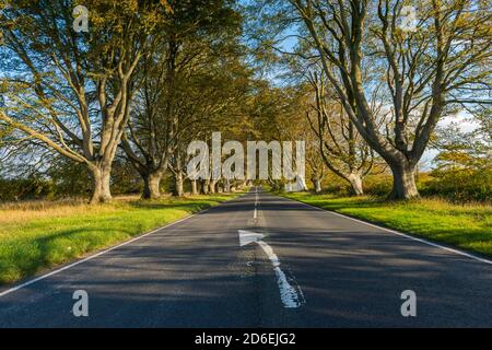 Wimborne, Dorset, Regno Unito. 16 ottobre 2020. Regno Unito Meteo. Le foglie sul viale del faggeto sono nei loro colori autunnali sulla B3082 a Badbury Rings vicino a Wimborne in Dorset in un pomeriggio di sole caldo. Picture Credit: Graham Hunt/Alamy Live News Foto Stock