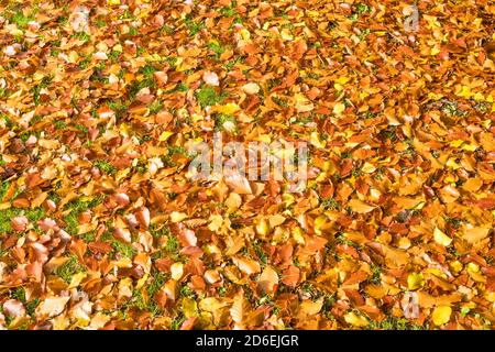 Foglie d'autunno caduti colorate sull'erba Foto Stock