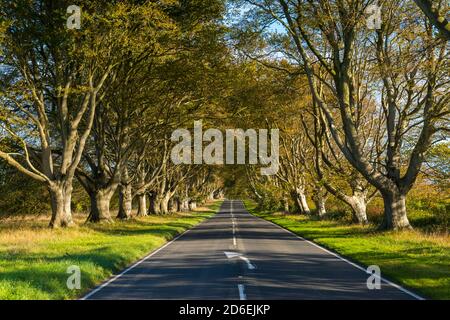 Wimborne, Dorset, Regno Unito. 16 ottobre 2020. Regno Unito Meteo. Le foglie sul viale del faggeto sono nei loro colori autunnali sulla B3082 a Badbury Rings vicino a Wimborne in Dorset in un pomeriggio di sole caldo. Picture Credit: Graham Hunt/Alamy Live News Foto Stock