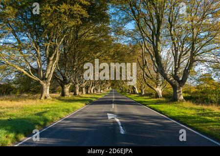 Wimborne, Dorset, Regno Unito. 16 ottobre 2020. Regno Unito Meteo. Le foglie sul viale del faggeto sono nei loro colori autunnali sulla B3082 a Badbury Rings vicino a Wimborne in Dorset in un pomeriggio di sole caldo. Picture Credit: Graham Hunt/Alamy Live News Foto Stock