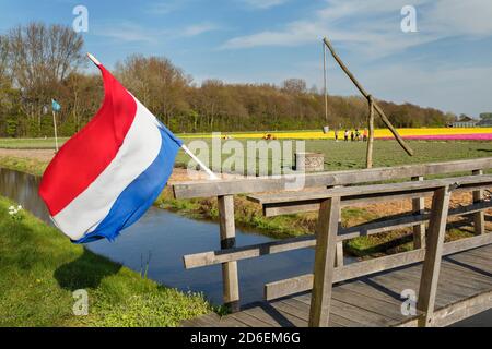 Campo di tulipani vicino a Lisse, South Holland, Paesi Bassi Foto Stock