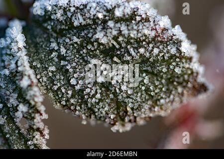 Macro di cristalli di ghiaccio su una foglia Foto Stock