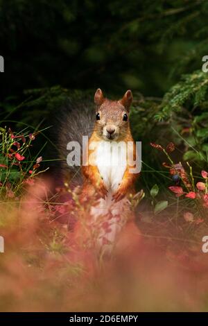 Adorabile scoiattolo rosso (Sciurus vulgaris) che si trova nel bel mezzo del fogliame autunnale durante una stagione autunnale nella foresta boreale estone, nel Nord Europa. Foto Stock