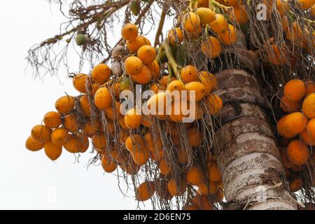 Le date gialle crescono su un albero di palma, foto in primo piano naturale Foto Stock