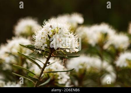 Tè Marsh labrador, Rhododendron tomentosum anche conosciuto come rosmarino selvaggio come rimedio naturale fiorire durante il tramonto nella torbiera selvatica estone, Europa del Nord Foto Stock