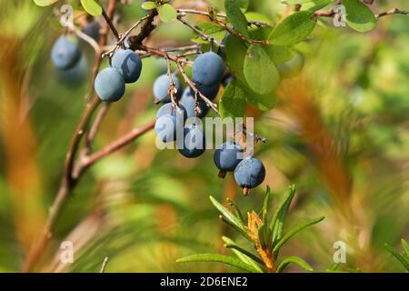 Mirtillo blu maturo di Bog, uliginosum di Vaccinium, come una delicatezza settentrionale in una foresta boreale nella natura estone, Nord Europa Foto Stock