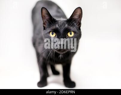 Un gatto nero nazionale shorthair con gli occhi gialli che guardano la fotocamera Foto Stock