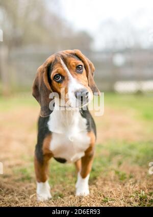 Un cane Beagle tricolore in piedi all'aperto e guardando il telecamera con inclinazione della testa Foto Stock