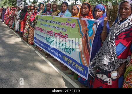 L’Unione dei lavoratori del tè del Bangladesh ha organizzato proteste, catene umane, manifestazioni e uno sciopero di due ore ogni giorno dall’inizio di ottobre, chiedendo un aumento dei salari e il pagamento di arretrati di bonus prima della prossima Durga Puja. I lavoratori del giardino da tè Lakkatura (fondato nel 1875) guadagnano solo 102 BDT (1.20 USD) al giorno. Bangladesh. Foto Stock