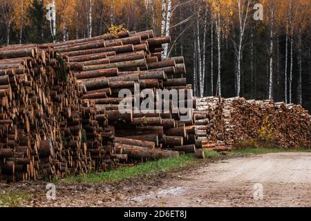 Grande pila di legno vicino ad una zona pulita fresca-tagliata durante i mesi autunnali in Estonia, Europa del Nord. Foto Stock