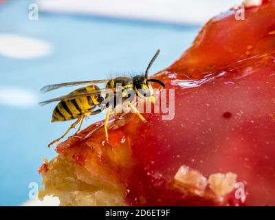 Vespa tedesca (Vespula germanica) stuzzichini su una dolce torta, Baviera Germania, Europa Foto Stock