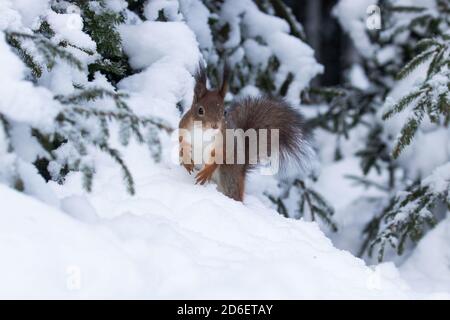 Un piccolo scoiattolo rosso (Sciurus vulgaris) in cerca di cibo nella neve nel paese delle meraviglie invernali nella foresta boreale estone, nel Nord Europa Foto Stock