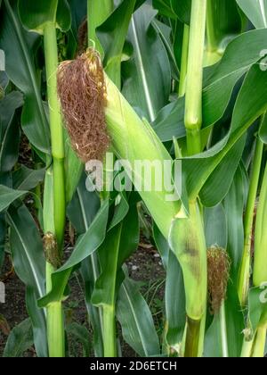 Mais sulla pannocchia (Zea mays) nella centrale in campo, Baviera, Germania, Europa Foto Stock