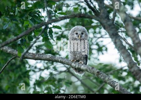 Piccolo capretto di Ural, Strix uralensis, pulcino in una foresta boreale lussureggiante nella natura estone, Europa del Nord. Foto Stock