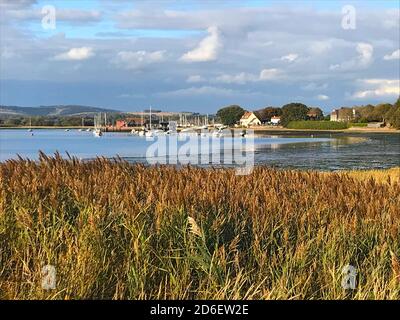 Scena attraverso i letti di canna, up-canale del porto di Chichester guardando verso Dell Quay in lontananza e il South Downs e. Corso di gara di Goodwood, Regno Unito Foto Stock