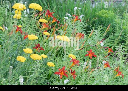 Aiuole autunnali con nauli (Hemerocallis ibrido) e yarrow (Achillea millefolium) Foto Stock