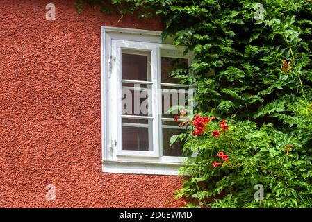Finestra e edera, casa sopravfatta di piante e fiori. Muro di cottage rurale o edificio della città con finestra in legno in estate. Particolare di bella casa Foto Stock