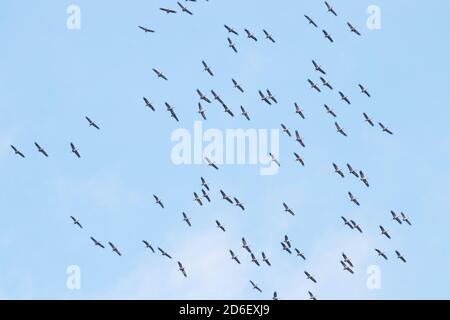 Un grande gregge di gru comuni, Grus grus, che volano durante la migrazione primaverile nella natura estone. Foto Stock