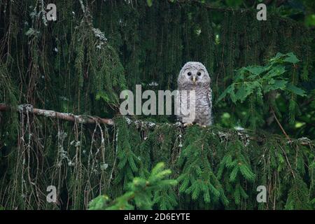 Piccolo capretto di Ural, Strix uralensis, pulcino in una foresta boreale lussureggiante nella natura estone, Europa del Nord. Foto Stock