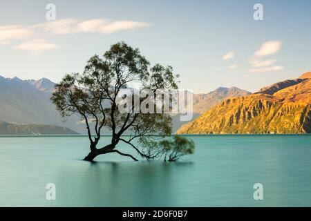 Willow nel lago Wanaka, Monte aspirante Parco Nazionale, Patrimonio Mondiale dell'UNESCO, Otago, Isola del Sud, Nuova Zelanda, Oceania Foto Stock