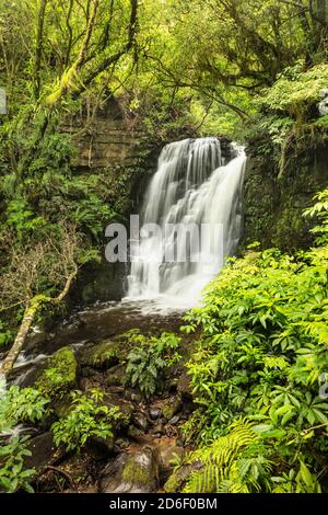 Horseshoe Falls, Matai Stream, Matai Falls Walk, The Catlins, Otago, South Island, New Zealand, Oceania Foto Stock