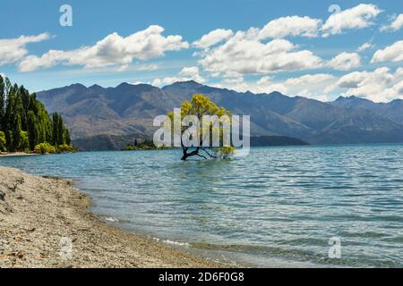 Willow nel lago Wanaka, Monte aspirante Parco Nazionale, Patrimonio Mondiale dell'UNESCO, Otago, Isola del Sud, Nuova Zelanda, Oceania Foto Stock