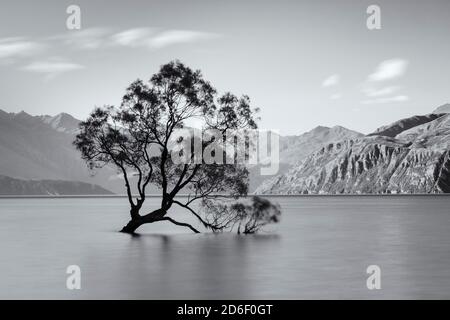 Willow nel lago Wanaka, Monte aspirante Parco Nazionale, Patrimonio Mondiale dell'UNESCO, Otago, Isola del Sud, Nuova Zelanda, Oceania Foto Stock