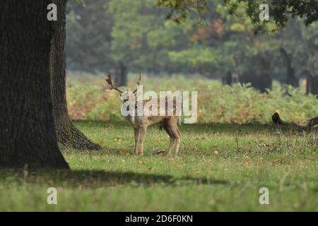 Fallow Deer Buck Dama dama in piedi sotto l'albero di quercia Foto Stock