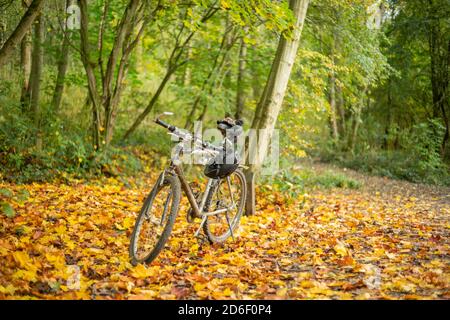 Moto d'argento in una foresta tra foglie di colore giallo scuro e arancione caduto da un albero in autunno. Giro in bicicletta, bicicletta, esercizio fisico. Inghilterra Regno Unito Foto Stock