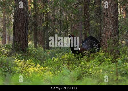 Caprercaille occidentali più grandi d'Europa, Tetrao urogallus in una lussureggiante foresta boreale conifera durante una stagione di allevamento in Estonia, Europa del Nord Foto Stock